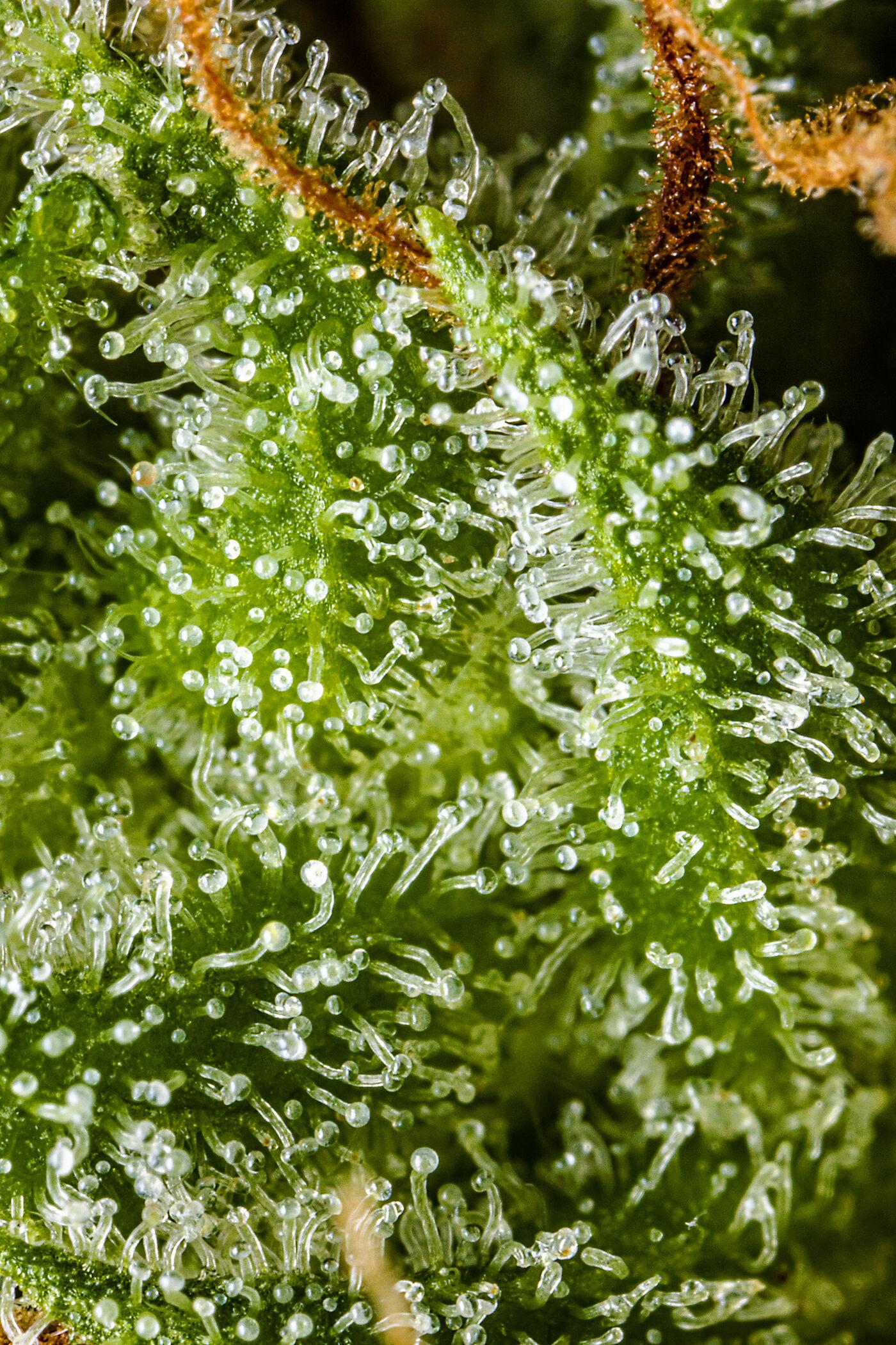 Macro photo of frosted cannabis trichomes
